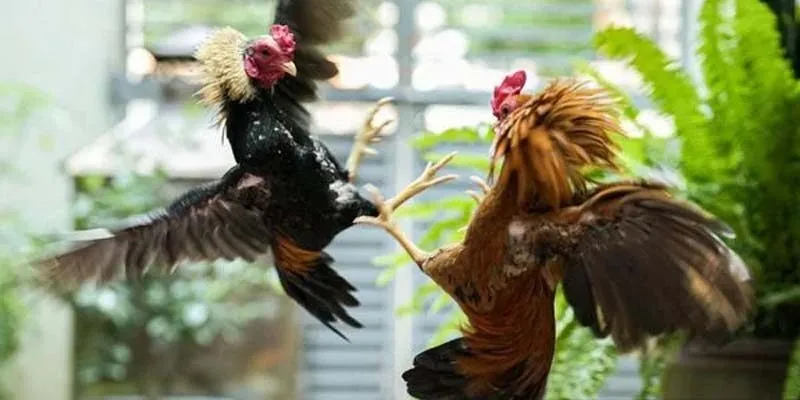 Giới thiệu sơ lược về đá gà cựa dao