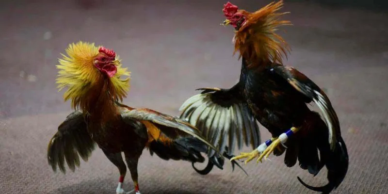 Tính năng nổi bật